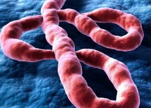 Ebola: Ogun Steps Up Surveillance After FCT Case, Says No Case Recorded in State